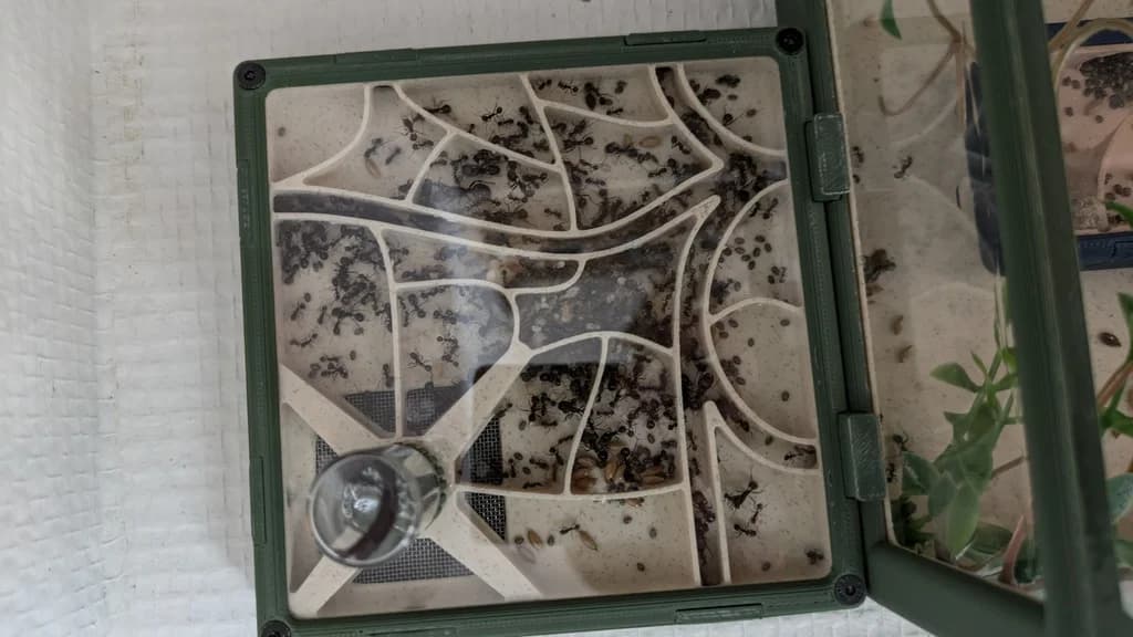 Kit Grandes Colonies - Miniature 4